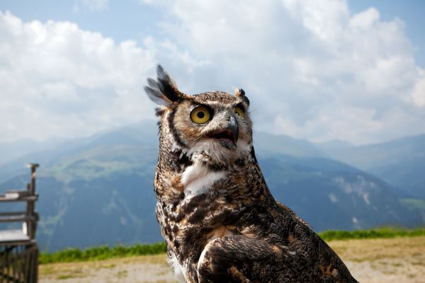 sehenswertes_adlerbuehne_ahorn-foto_florian_schueppel__3_.jpg
