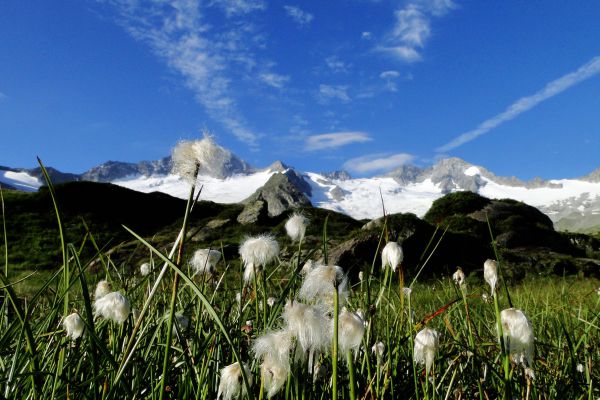 naturpark_sommer_schwarzensteinmoor-foto_naturpark_zillertaler_alpen.jpg